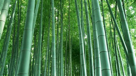 竹子象徵